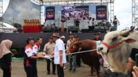 Acara Kontes Sapi di Boyolali, Jateng