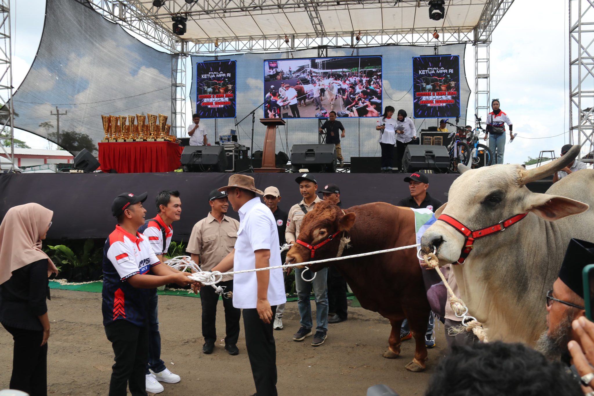Acara Kontes Sapi di Boyolali, Jateng Acara Kontes Sapi di Boyolali, Jateng