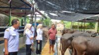 Pengecekan kesehatan hewan kurban jelang Iduladha 1446 H Pengecekan kesehatan hewan kurban jelang Iduladha 1446 H
