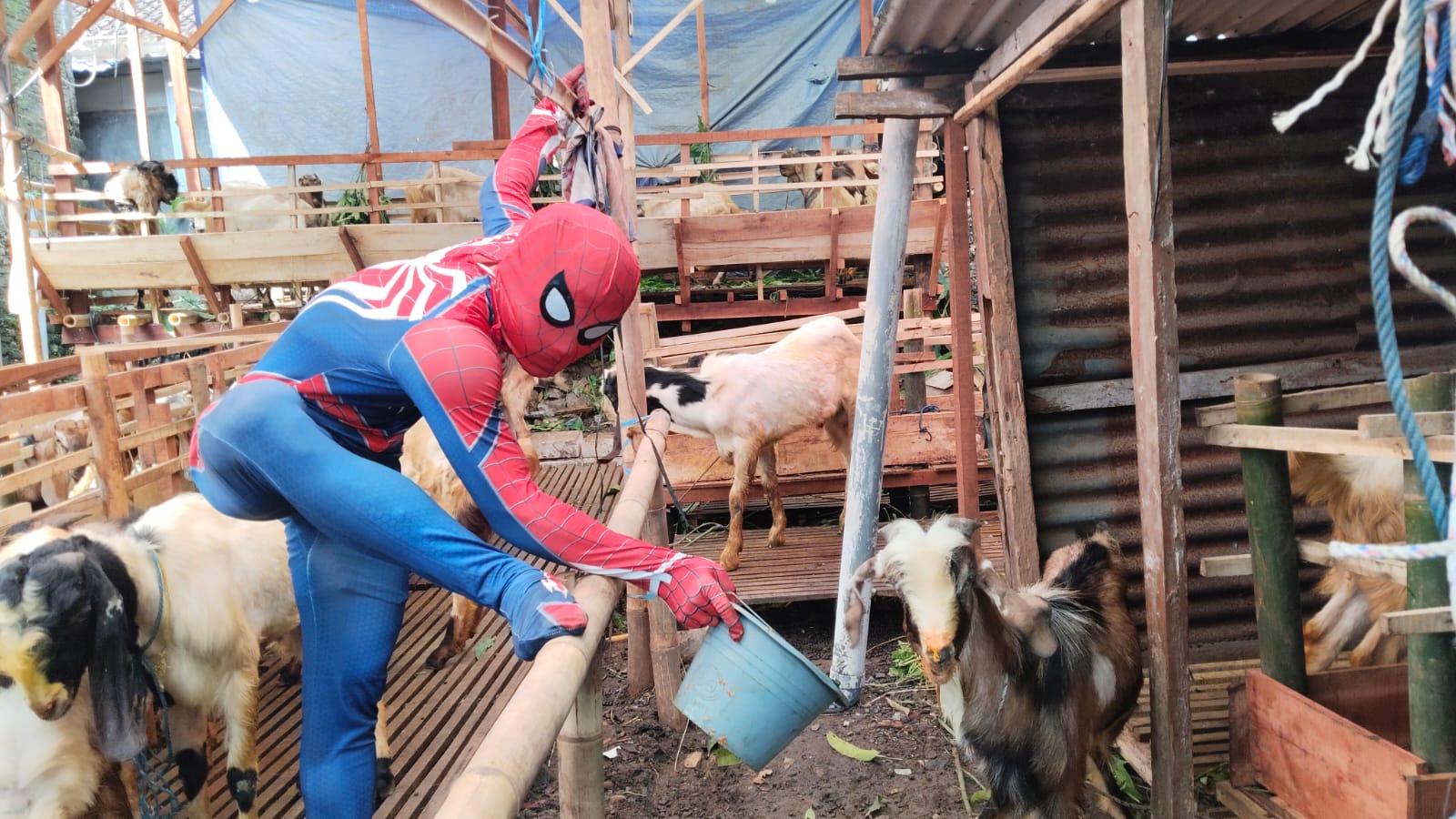 Spider-Man berjualan kambing kurban di Lempongsari Kota Semarang