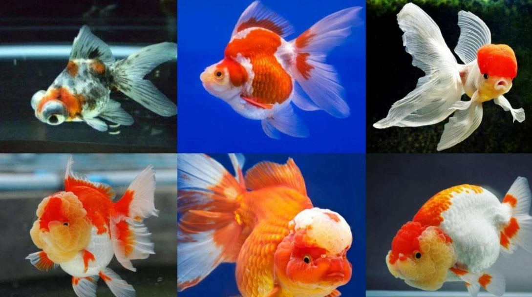 Ikan Maskoki
