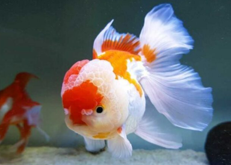 Ikan Maskoki