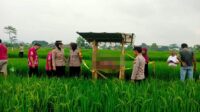 Petani Ambarawa kaget temukan mayat perempuan di gubuk sawah (Polres Semarang) Petani Ambarawa kaget temukan mayat perempuan di gubuk sawah (Polres Semarang)