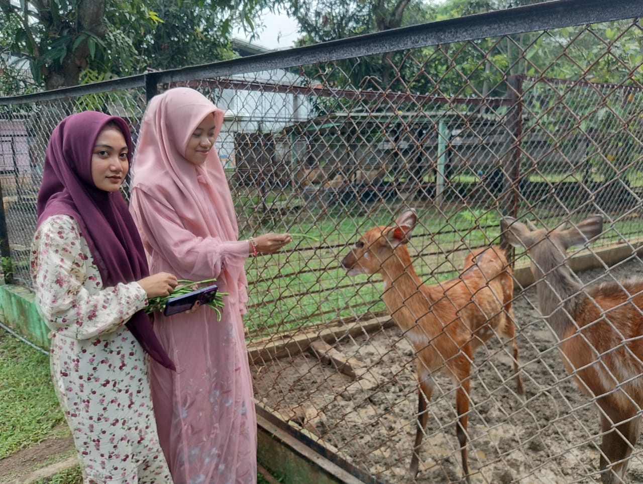 Semarang Zoo Tambah Koleksi dengan 3 Jenis Satwa Baru untuk Menarik Pengunjung.