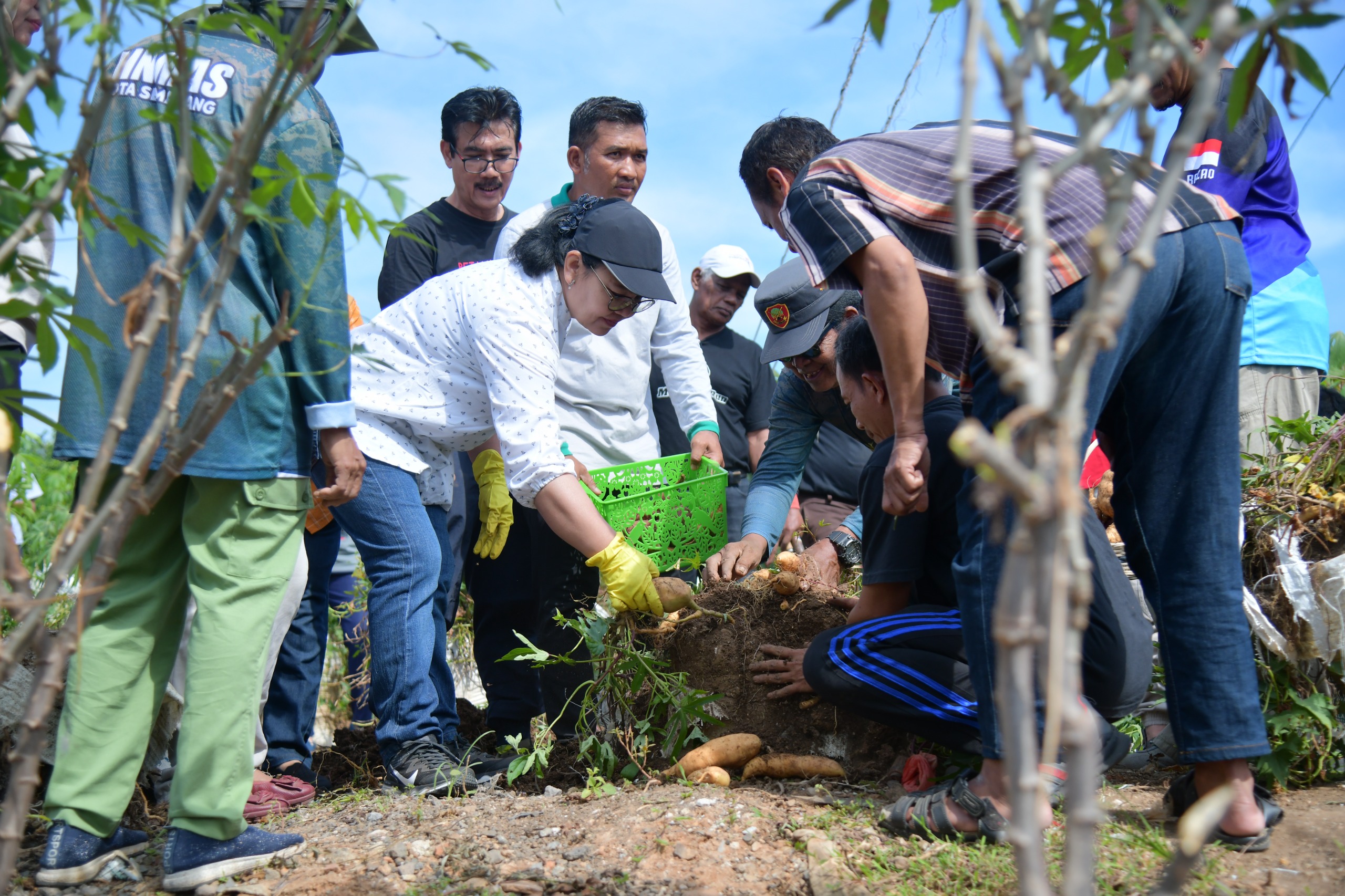Wali Kota Semarang Inisiasi Pemanfaatan Lahan Kosong untuk Budidaya Singkong dan Ubi
