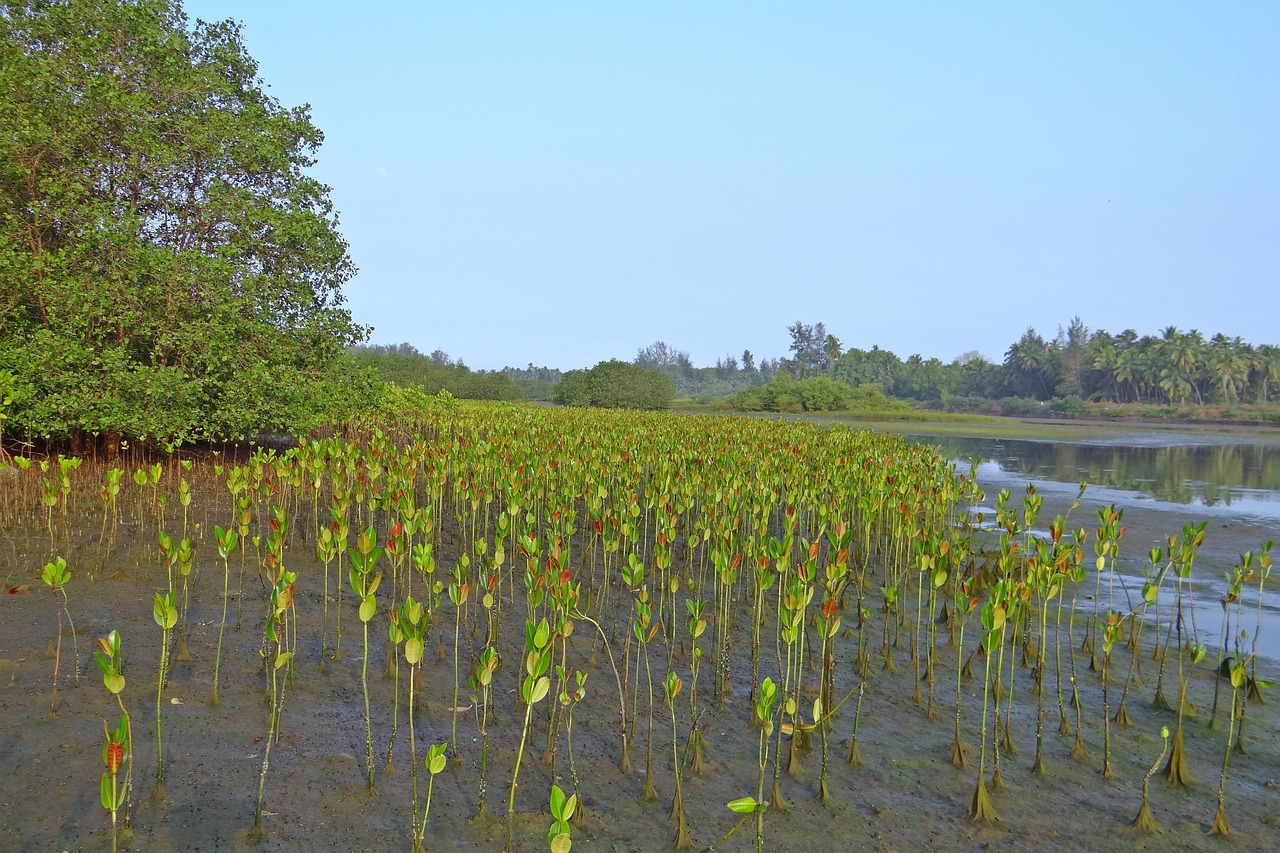 Ilustasi bibit mangrove (pixabay sarangib)