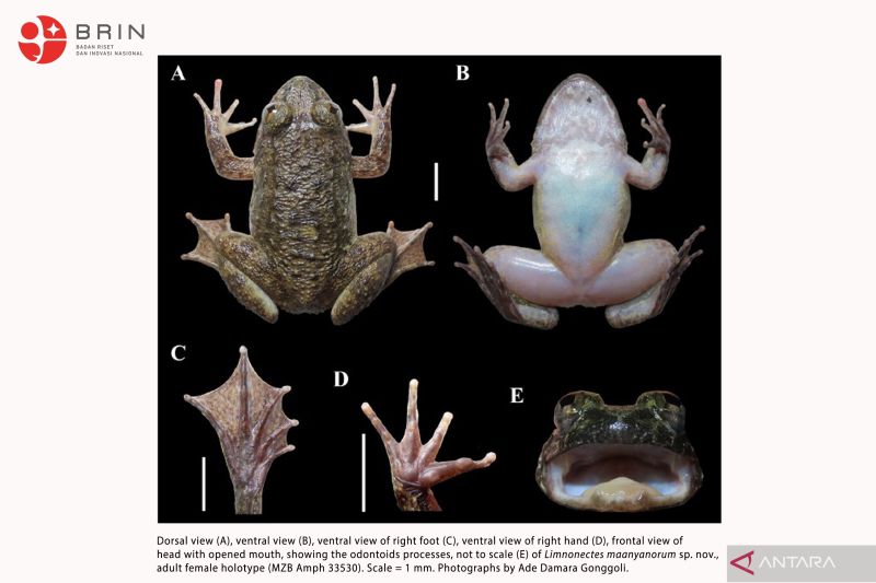 spesies baru katak bertaring