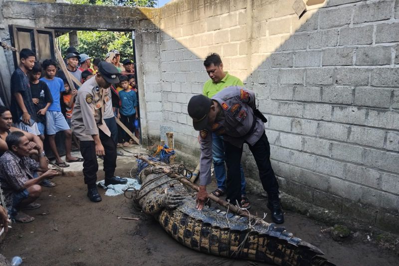 buaya Buaya buasa pemangsa kakek
