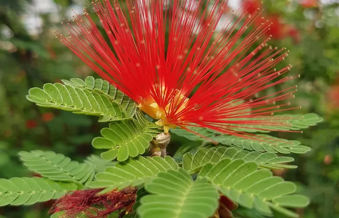 Daun kaliandra