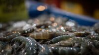 Udang dari Kendal menjangkau pasar Amerika Serikat (pixabay/ Dannysee) Udang dari Kendal menjangkau pasar Amerika Serikat (pixabay/ Dannysee)