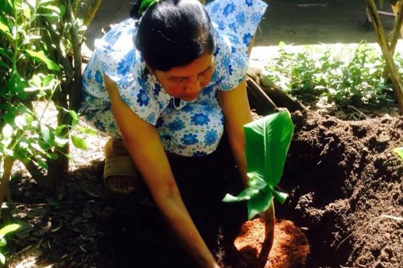 berkebun