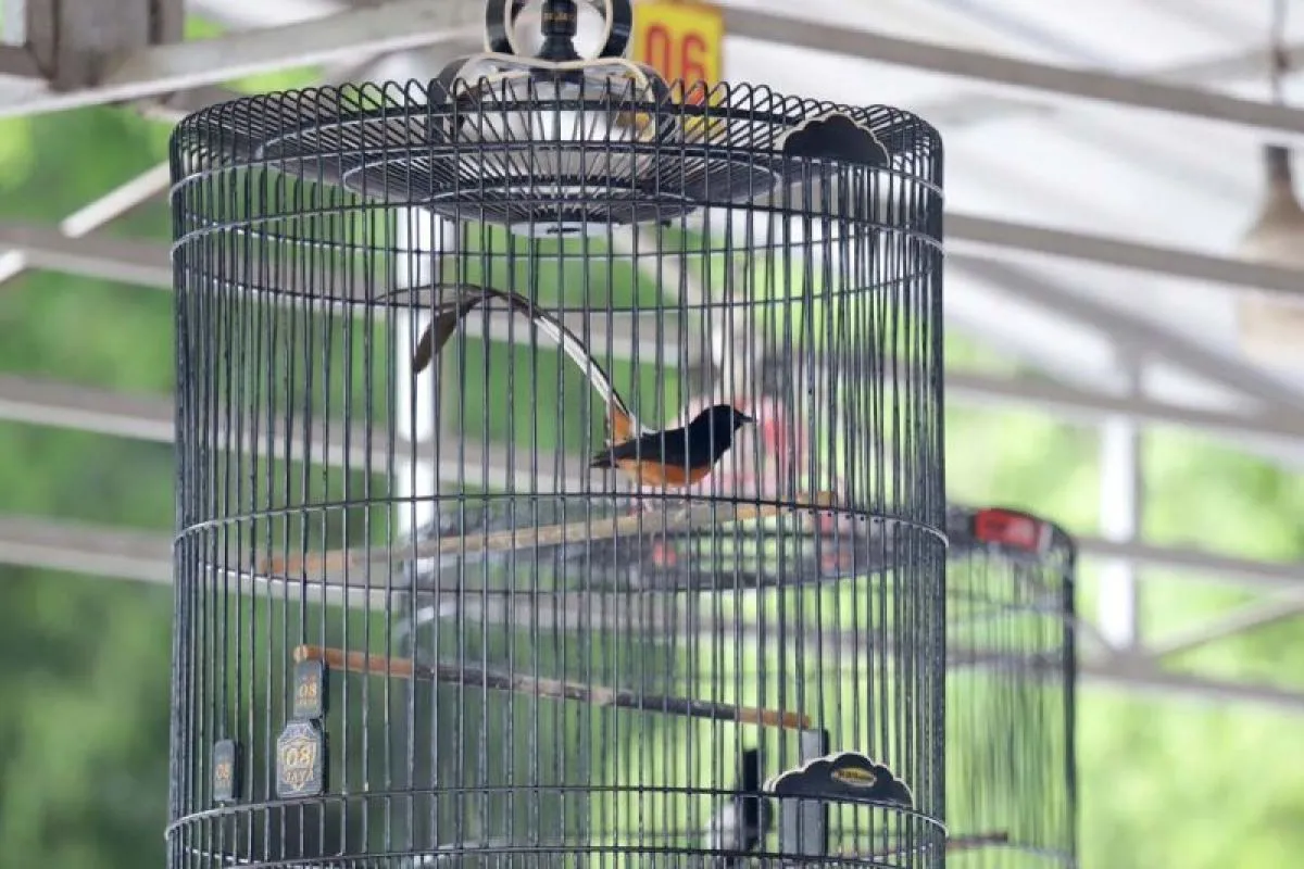 Burung kicau
