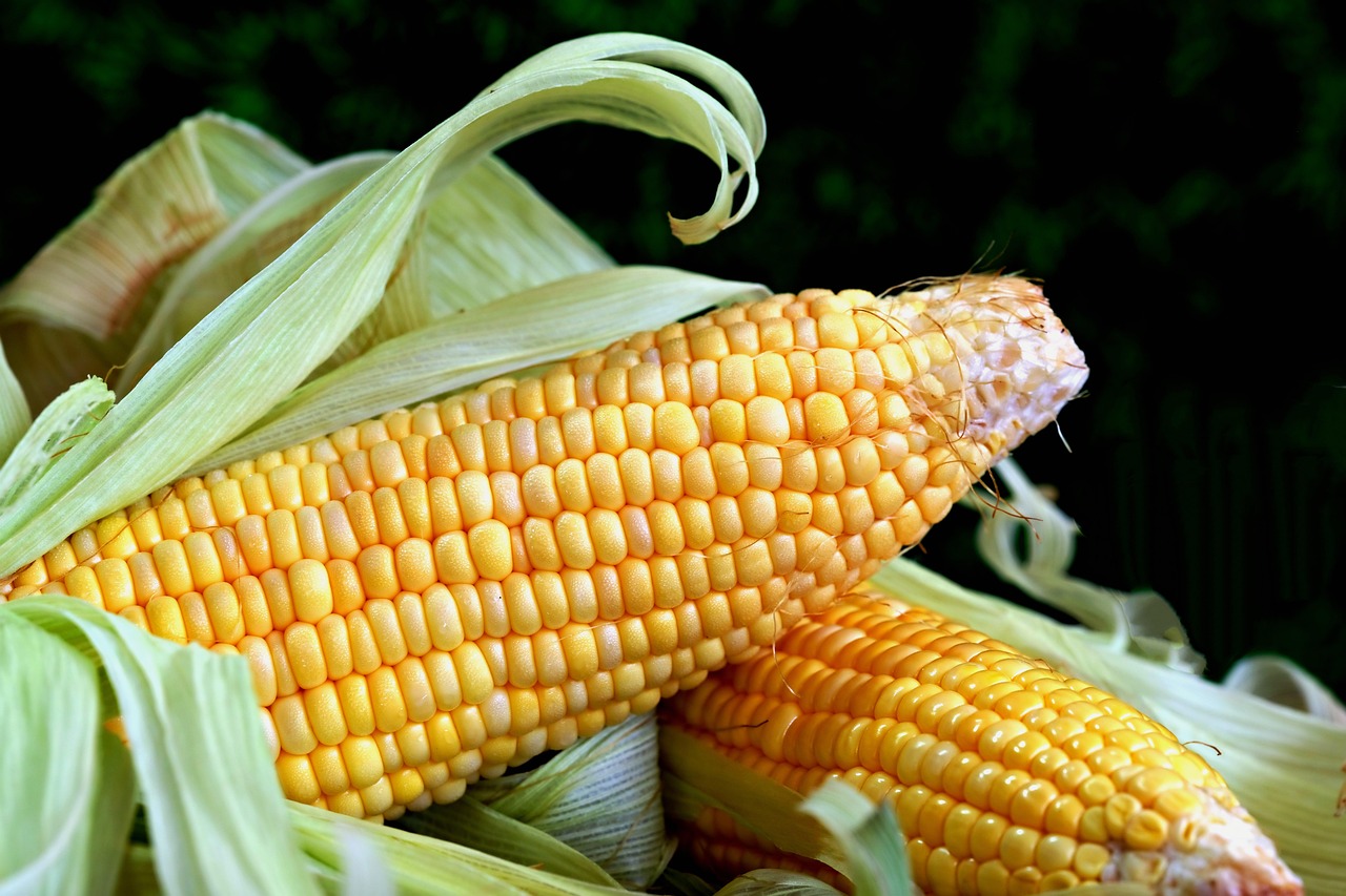 Ilustrasi jagung (pixabay/ignartonosbg)