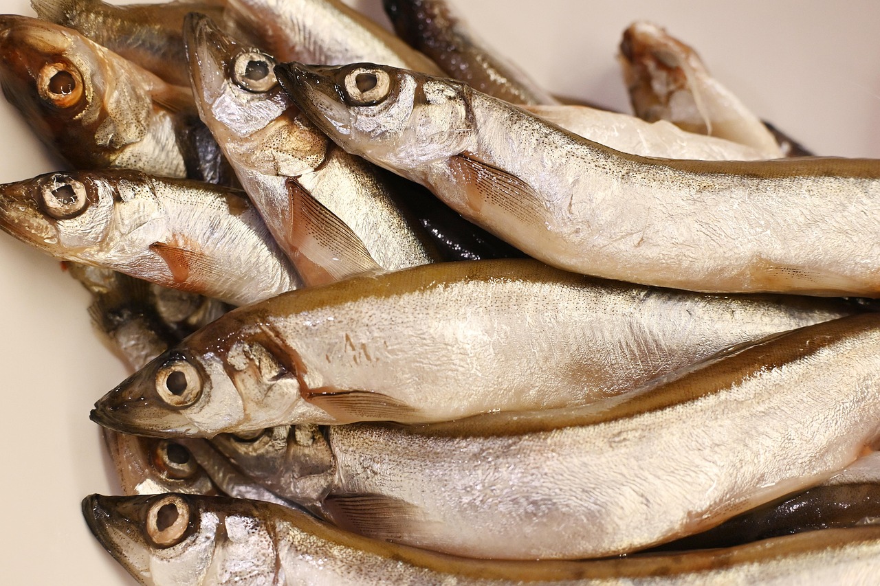 ilustrasi ikan tangkapan nelayan (pixabay/ Irenna_____)