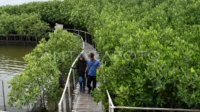hutan bakau hutan bakau