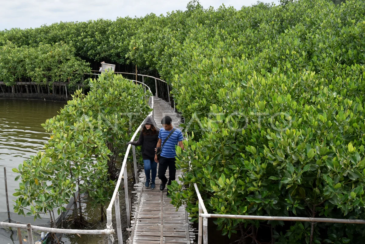 hutan bakau