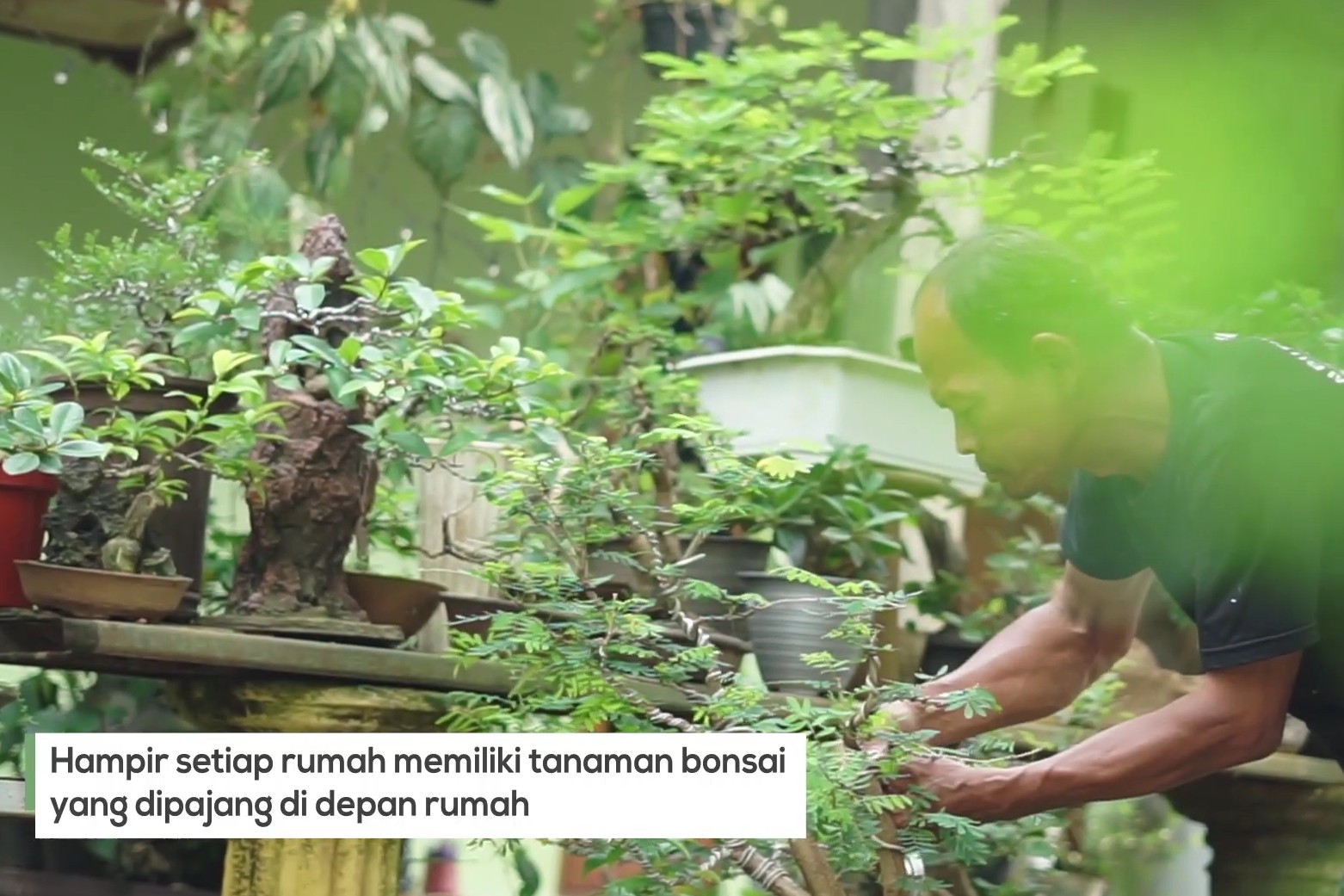 Kampung Bonsai