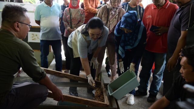 Wali Kota Semarang panen maggot di Jabungan (matasemarang.com/Lia Dina)