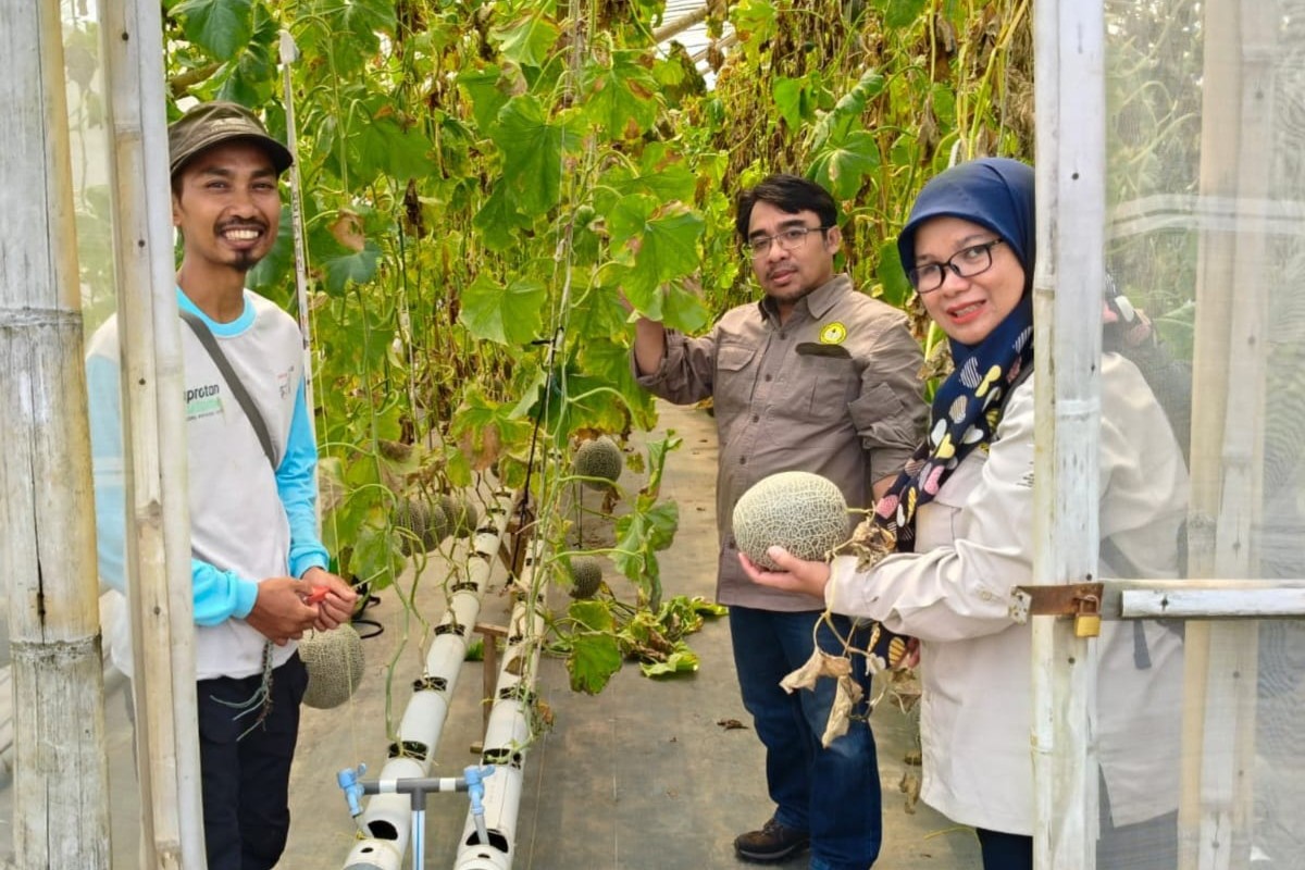 Dosen Unsoed dukung pengembangan budidaya melon berbasis IoT