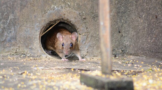 ilustrasi jebakan tikus (pixabay/ sapto7)