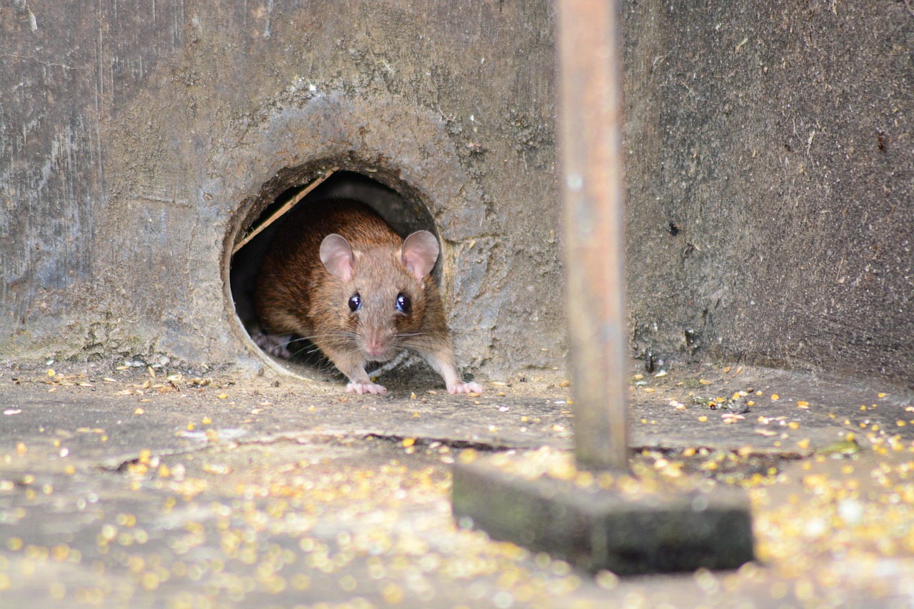 ilustrasi jebakan tikus (pixabay/ sapto7)
