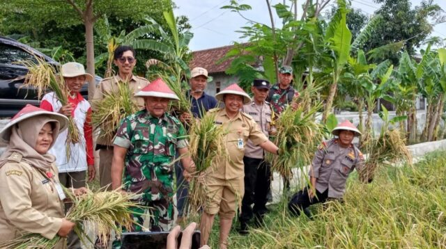 Panen raya padi Biosaling di Mangunharjo (foto: Polsek Tugu)