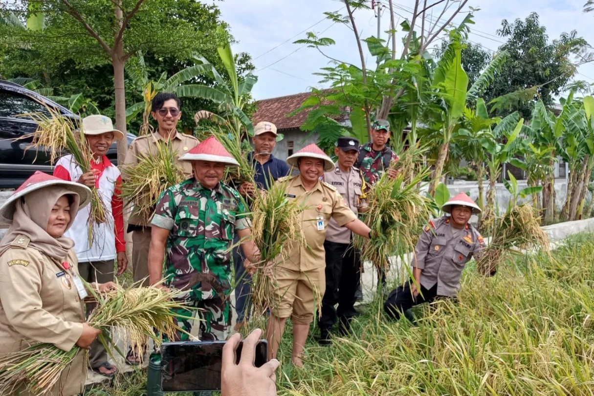 Panen raya padi Biosaling di Mangunharjo (foto: Polsek Tugu)
