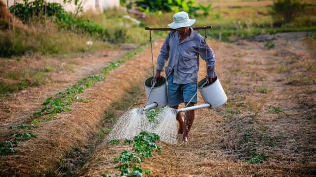 ilustrasi petani (pixabay/ nguyenkhacqui)
