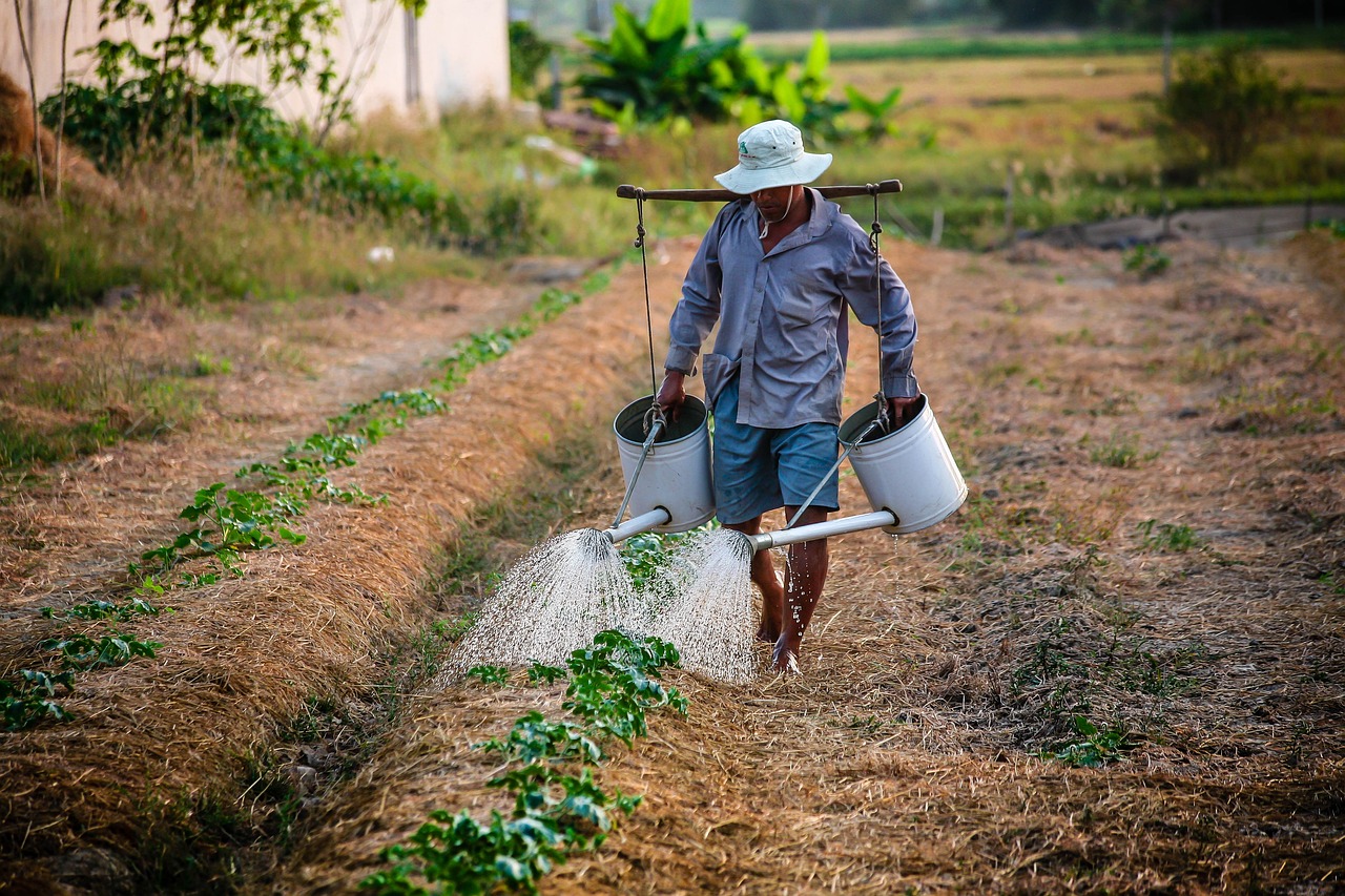 ilustrasi petani (pixabay/ nguyenkhacqui)