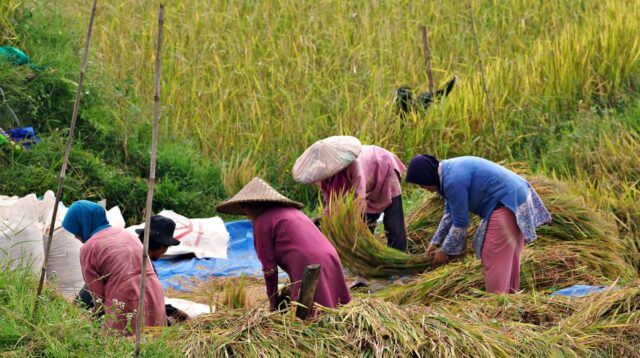 ilustrasi panen padi (pixabay/ignartonosbg) ilustrasi panen padi (pixabay/ignartonosbg)