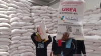 pupuk-urea-kudus.jpg