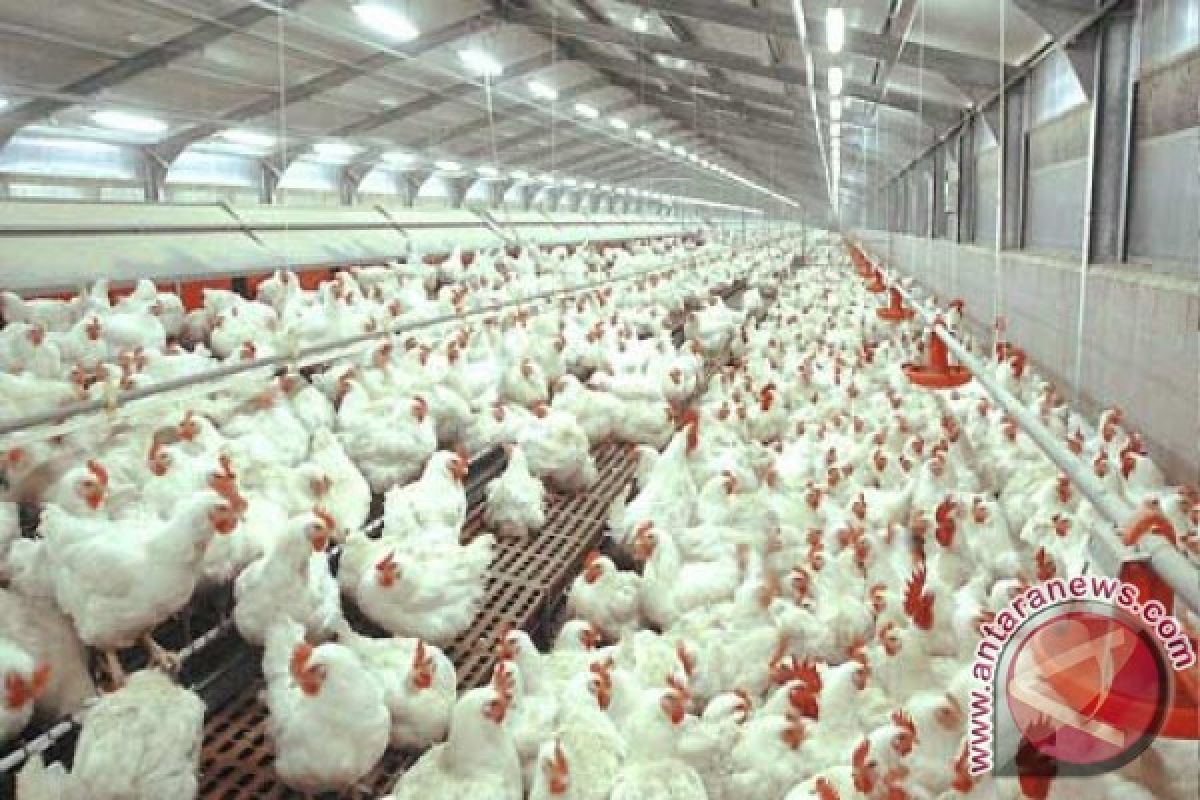 20170310TERNAK_AYAM1