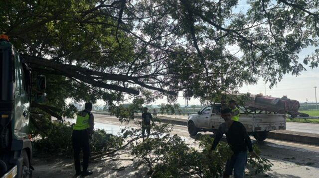 Truk tertimpa pohon trembesi di exit tol Kadilangu, Minggu 21 Desember 2025 (foto: Pemkab Demak)