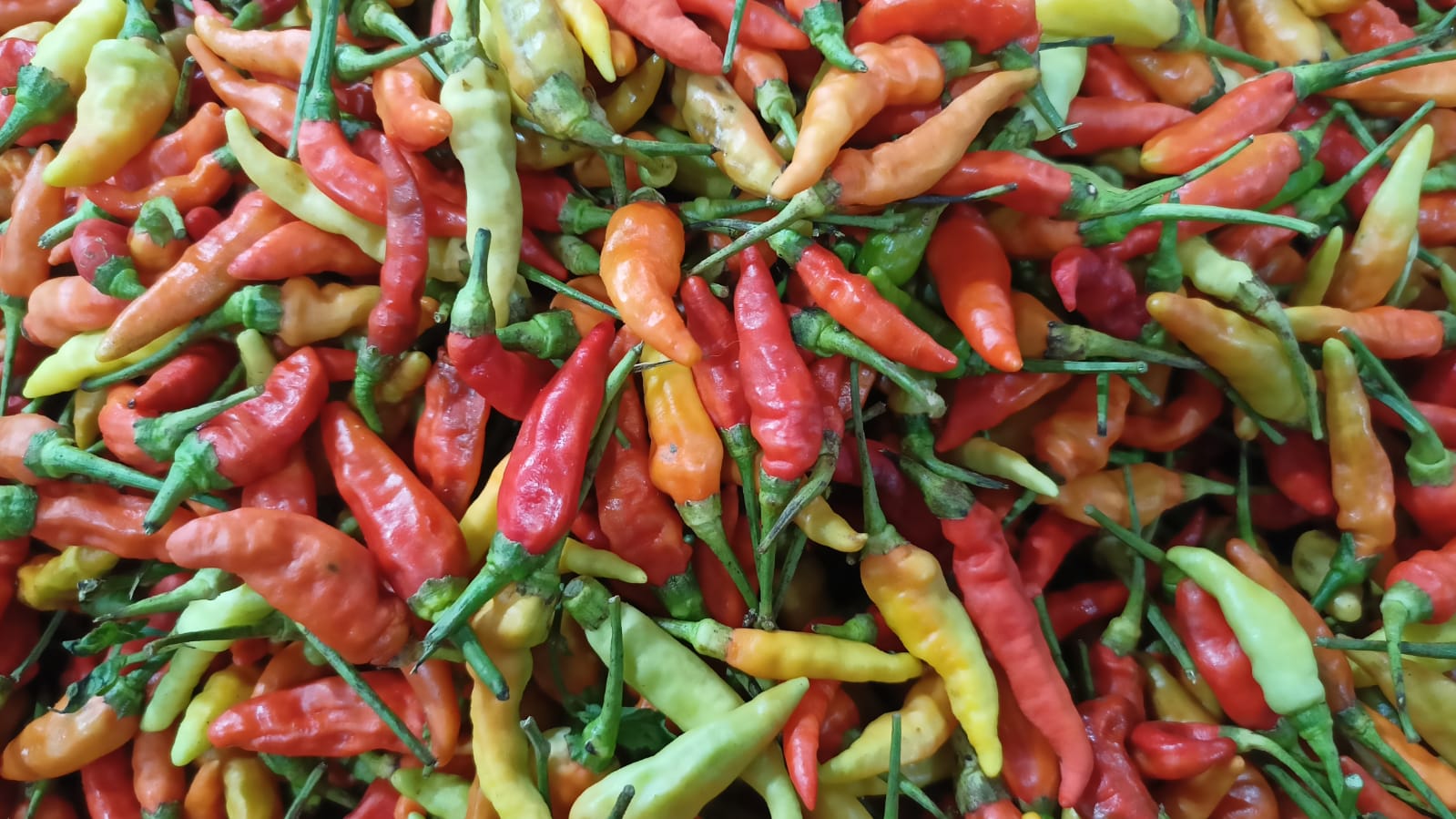 harga cabai (matasemarang.com/ Ade Lukmono) harga cabai (matasemarang.com/ Ade Lukmono)