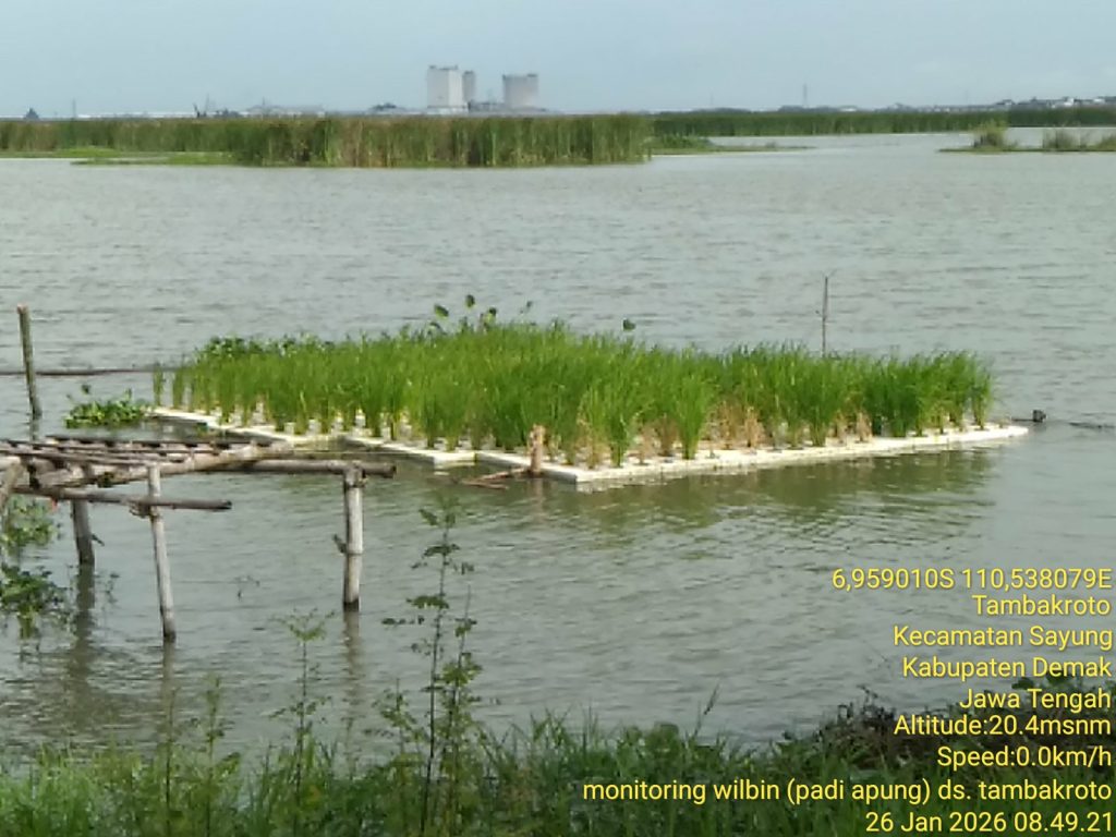 Tanaman padi apung berusia 20 hari tumbuh sehat di lahan tergenang (foto: Pemkab Demak)