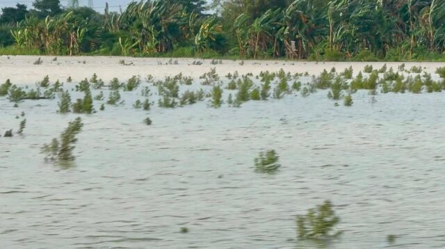 ilustrasi gagal panen (foto: Pemprov Jateng)