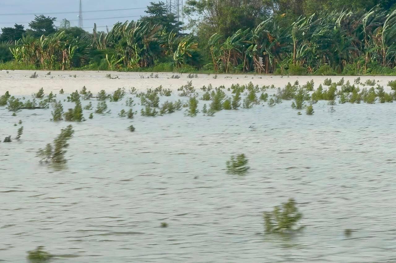 ilustrasi gagal panen (foto: Pemprov Jateng)