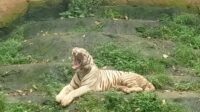 salah satu koleksi harimau di Semarang Zoo. (matasemarang.com/Lia Dina) salah satu koleksi harimau di Semarang Zoo. (matasemarang.com/Lia Dina)