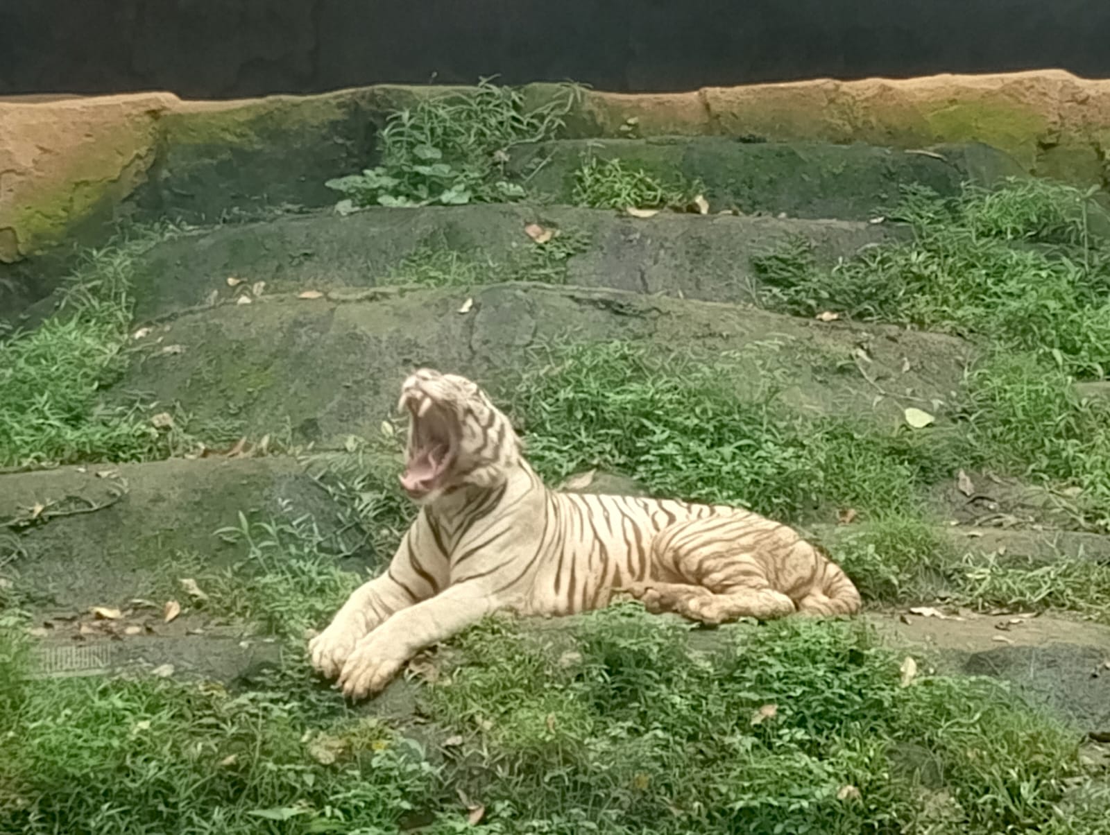 salah satu koleksi harimau di Semarang Zoo. (matasemarang.com/Lia Dina)