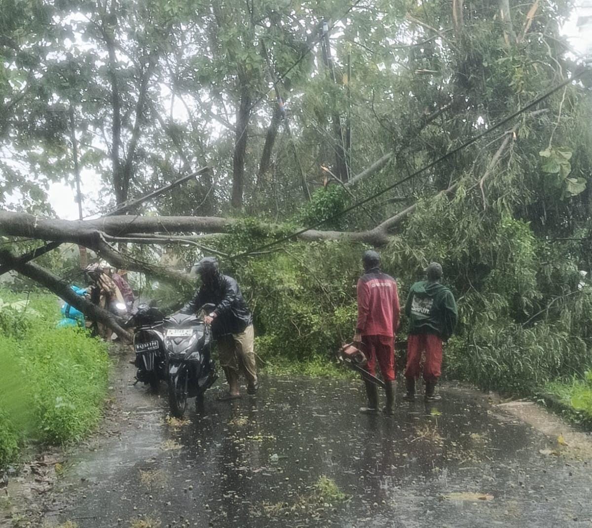 pohon tumbang di Semarang. (matasemarang.com/Lia DIna)