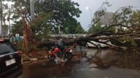 salah satu titik lokais pohon tumbang di Kota Semarang. (matasemarang.com/Lia DIna)