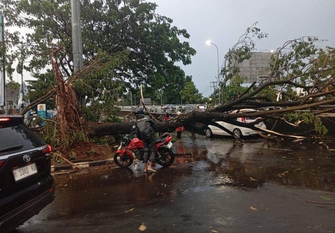 salah satu titik lokais pohon tumbang di Kota Semarang. (matasemarang.com/Lia DIna)