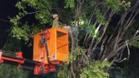 petugas Disperkim melakukan perempelan pohon. (matasemarang.com/Lia dina)