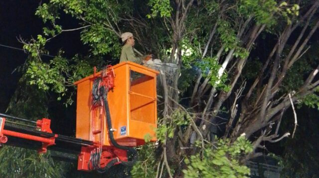 petugas Disperkim melakukan perempelan pohon. (matasemarang.com/Lia dina)