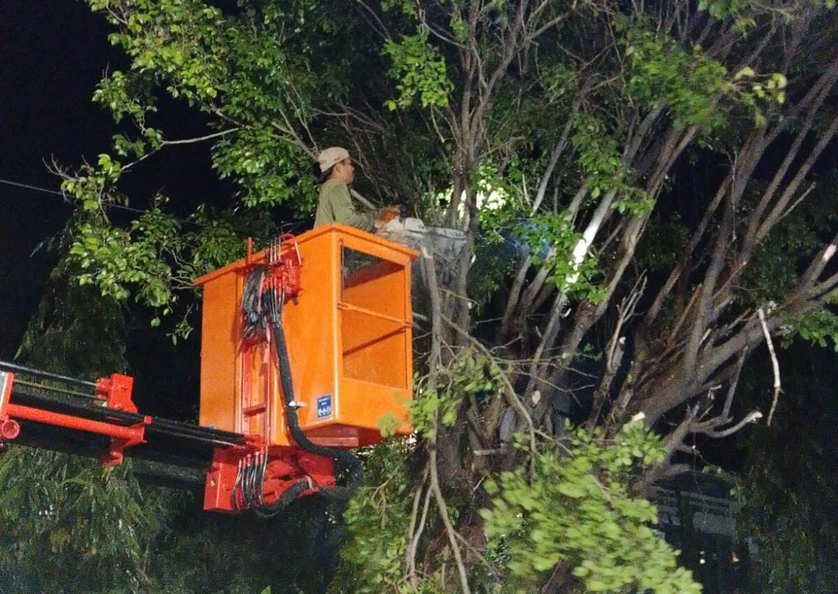 petugas Disperkim melakukan perempelan pohon. (matasemarang.com/Lia dina)