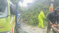 Petugas Disperkim Semarang mengevakuasi pohon tumbang di Jalan Gajah Mada akibat cuaca ekstrem (foto: Pemkot Semarang)
