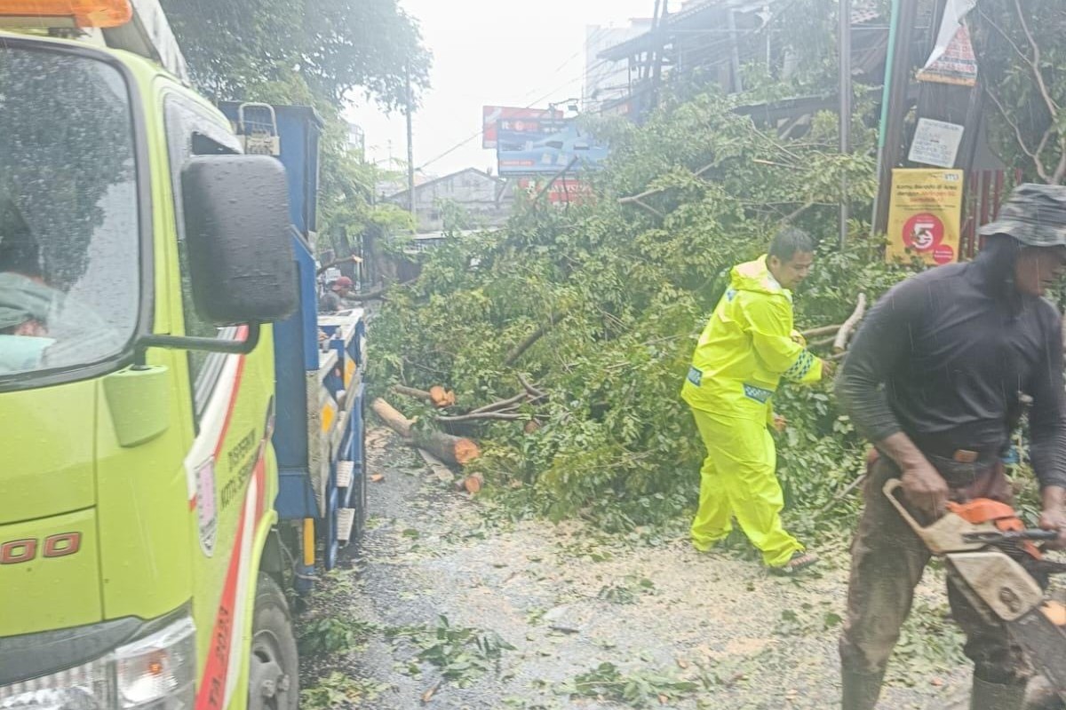 Petugas Disperkim Semarang mengevakuasi pohon tumbang di Jalan Gajah Mada akibat cuaca ekstrem (foto: Pemkot Semarang)