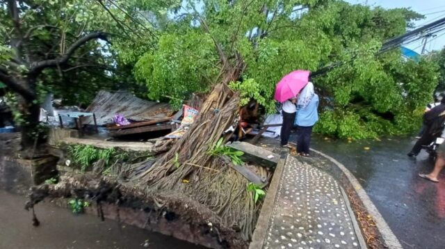 Pohon tumbang di depan RSD K.R.M.T. Wongsonegoro, Rabu 4 Maret 2026 (foto: Polsek Tembalang)