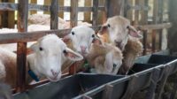 ilustrasi peternakan kambing (foto: Pemkab Kendal)
