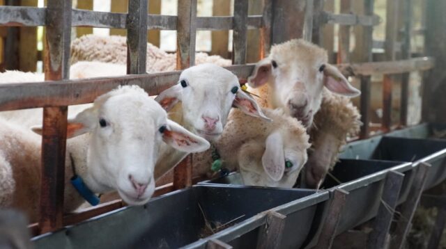 ilustrasi peternakan kambing (foto: Pemkab Kendal)